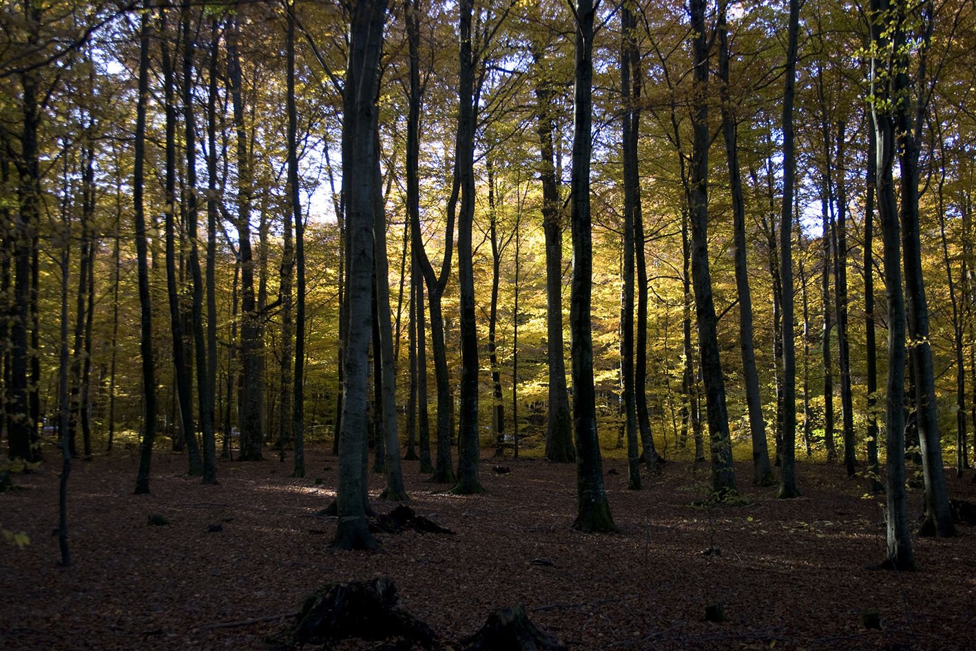 larvik-beech-forest